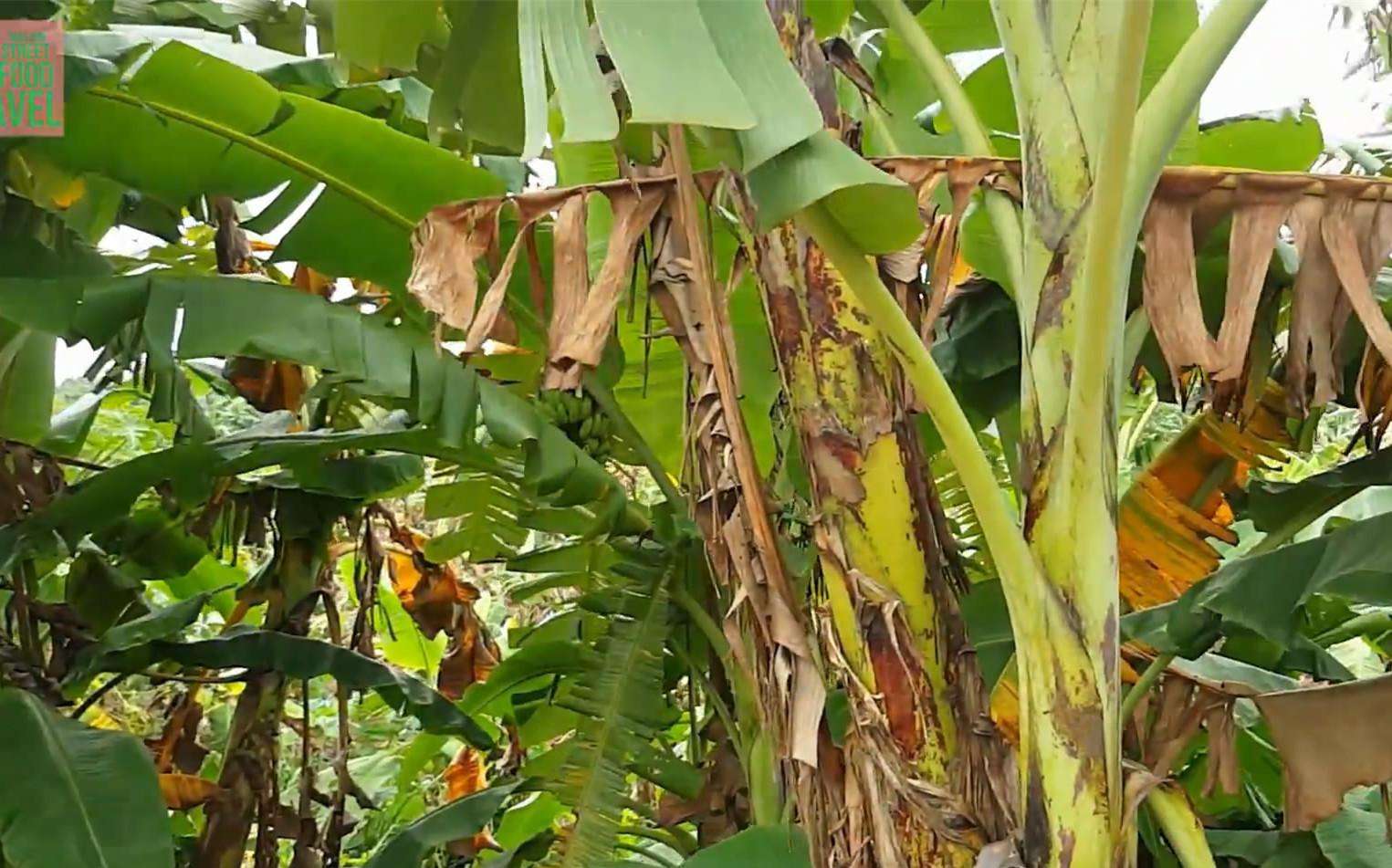 香蕉枯萎病防控困难的原因