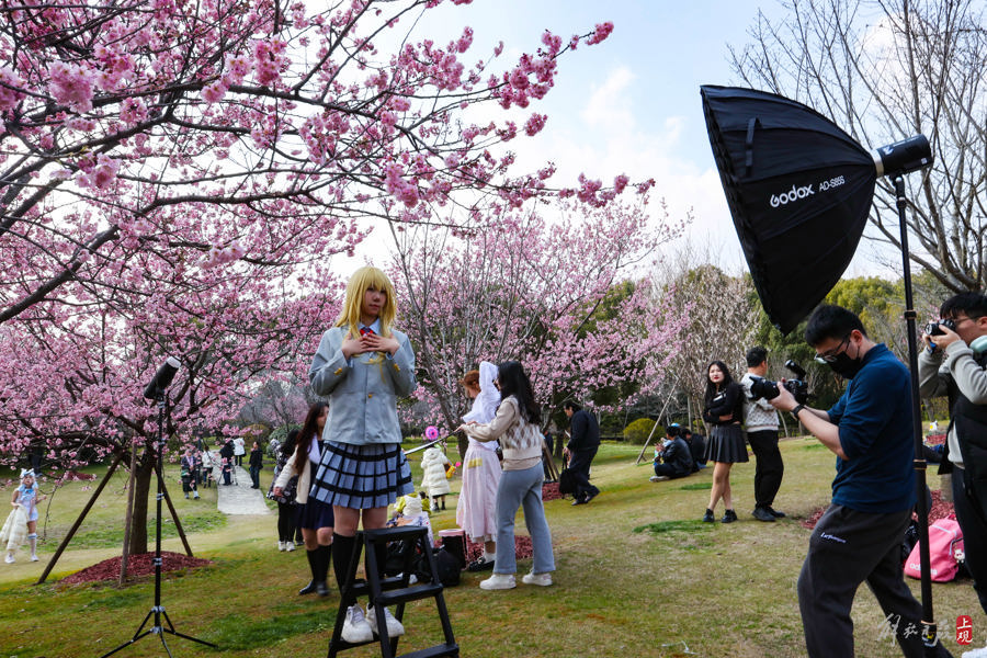 顾村公园里,有人提前为上海樱花节预热