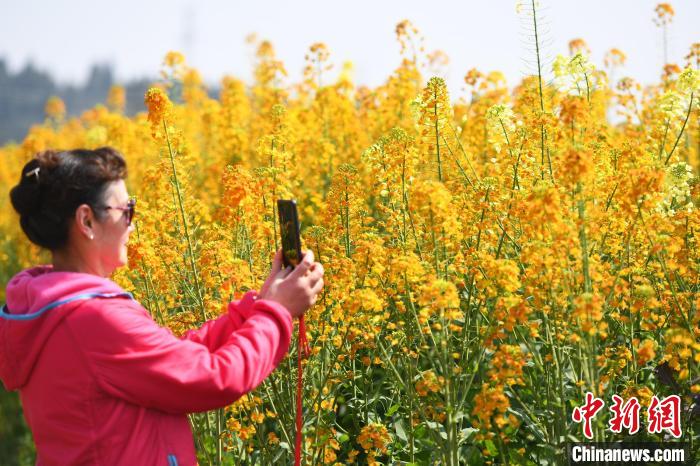 潼南油菜花高清图片图片