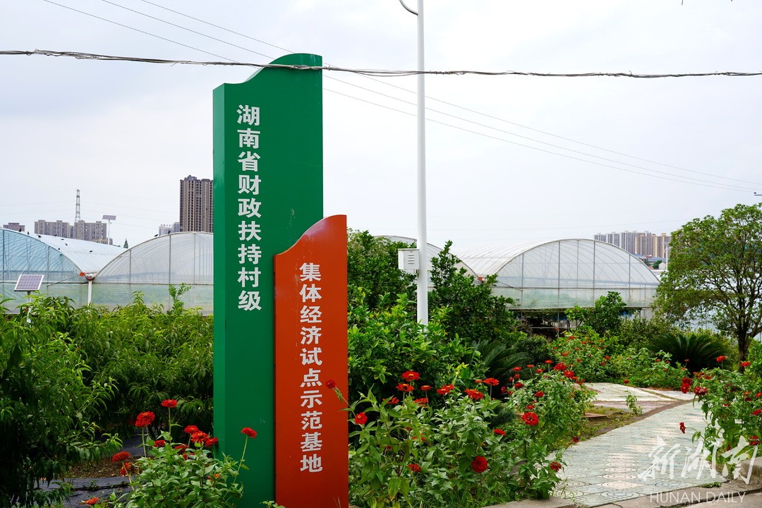 章华镇:果蔬琳琅绘丰景 文旅融合写新篇