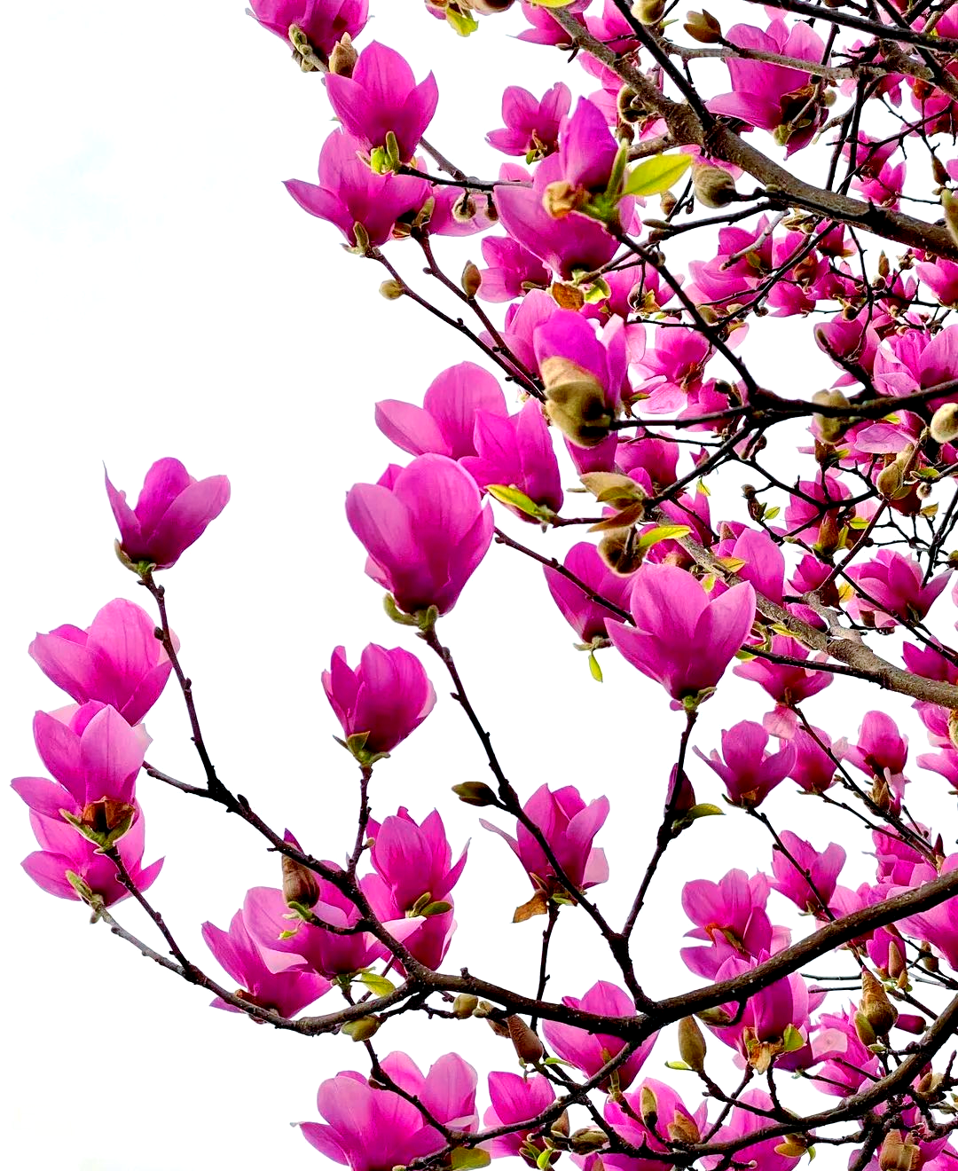 木兰花:平凡中的非凡魅力