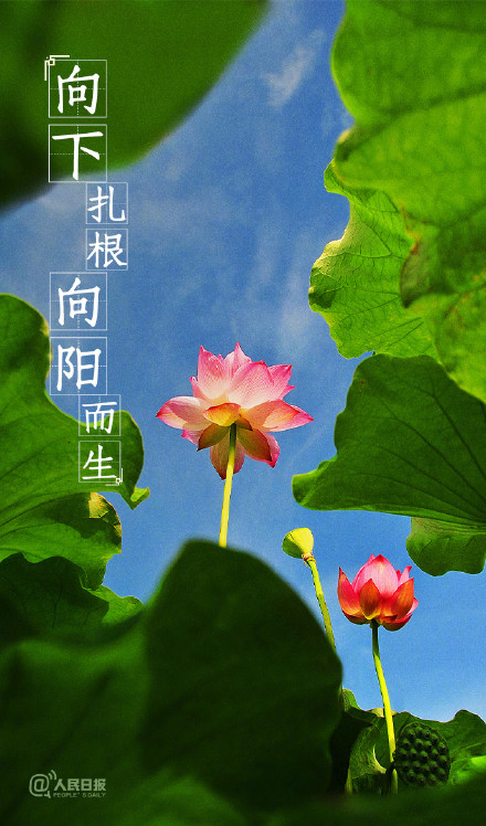 送你一组夏至壁纸,愿所有美好如约而至