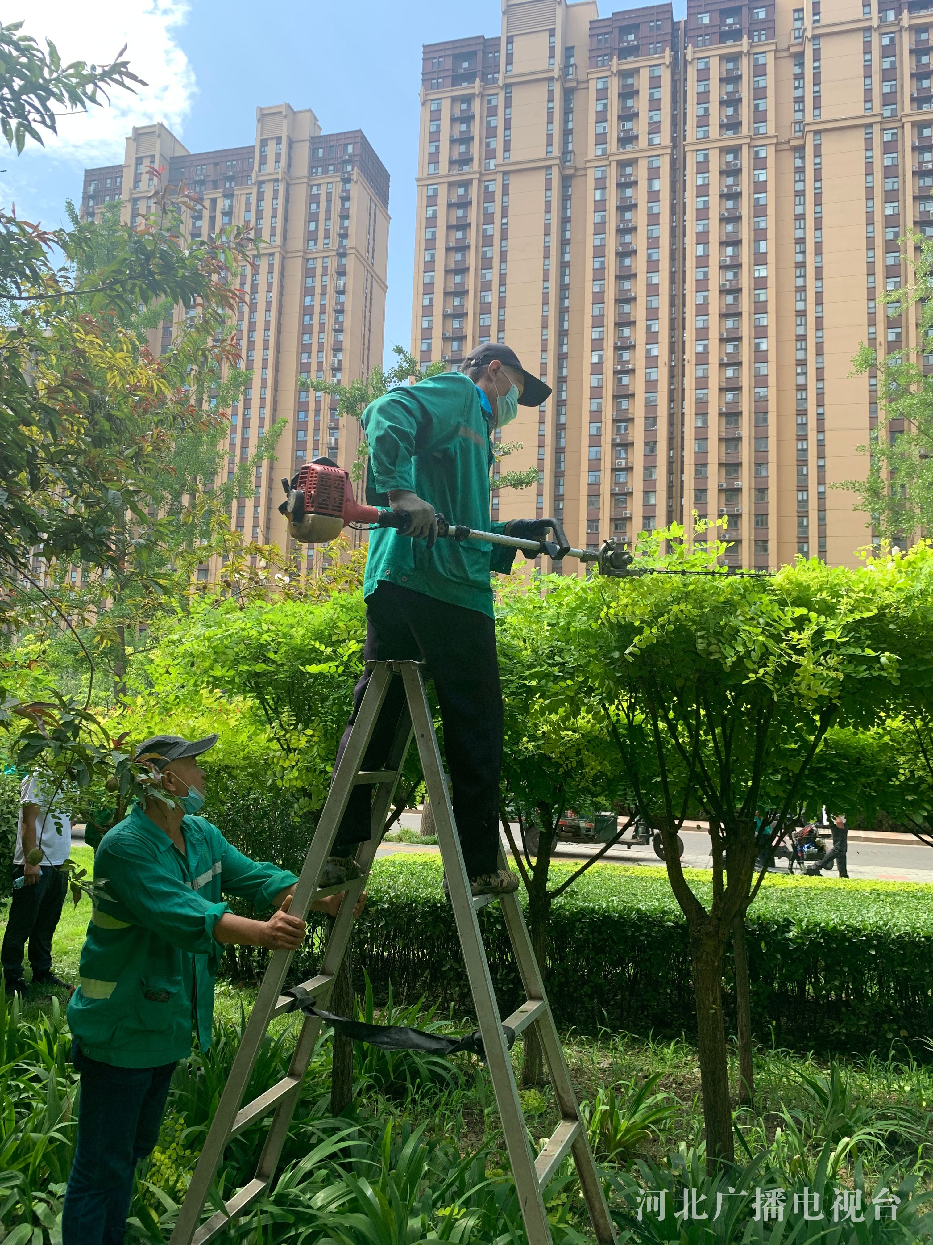 石家庄市园林部门组织夏季园林修剪确保城市绿化景观效果