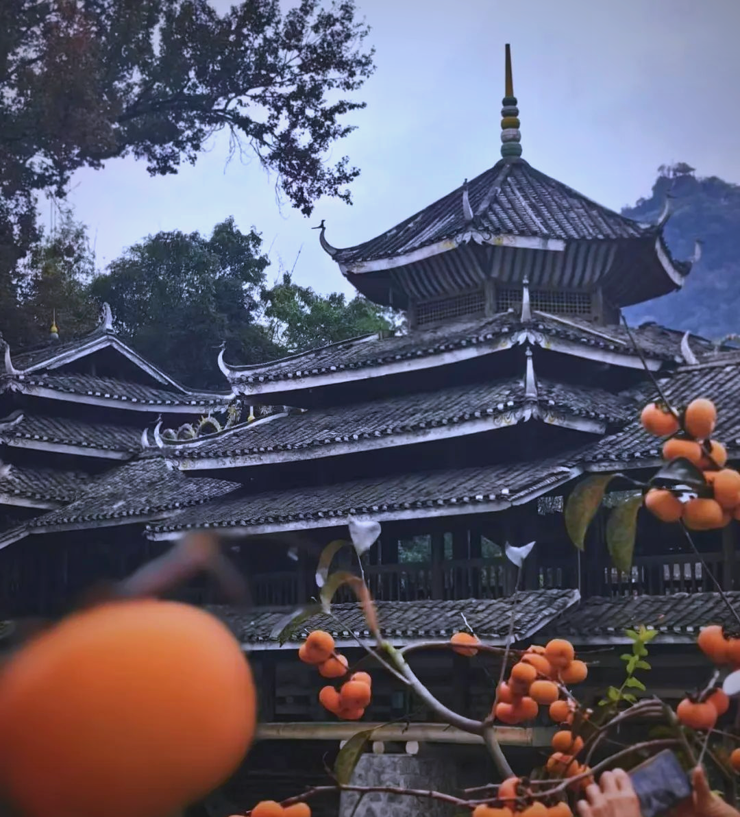 秋日限定,桂林恭城红岩村柿子熟了!满山红火,点亮你的秋日时光