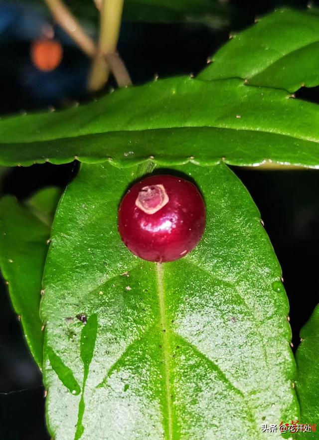 稀奇,四川青城山发现神秘植物"叶上花"