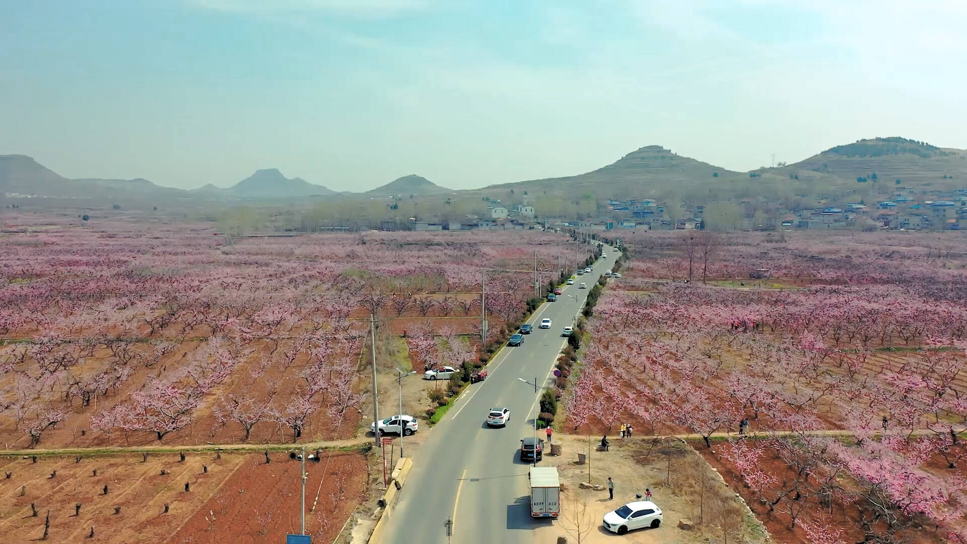 枣庄市第六届桃花节将于3月20日在山亭区冯卯镇开幕