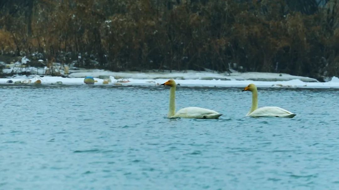 临洮:生态洮河迎"客"来