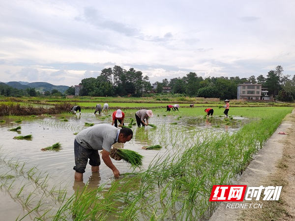 宜章黄沙镇:烟稻轮作 助农增收