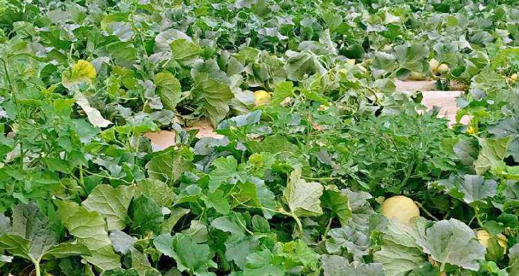 梨瓜的种植方法和时间