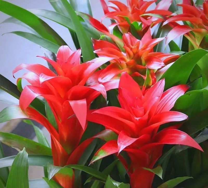 多种吉祥花卉,客厅摆放增添雅致与好运!