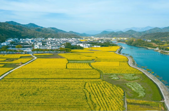 宣城绩溪县瀛洲镇:油菜花海浪漫邀约
