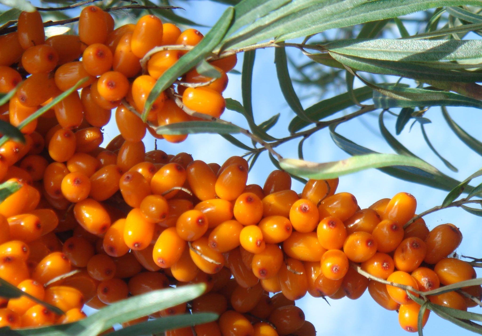 秋天才有的酸果子,身体又虚又堵的人,一定要多吃