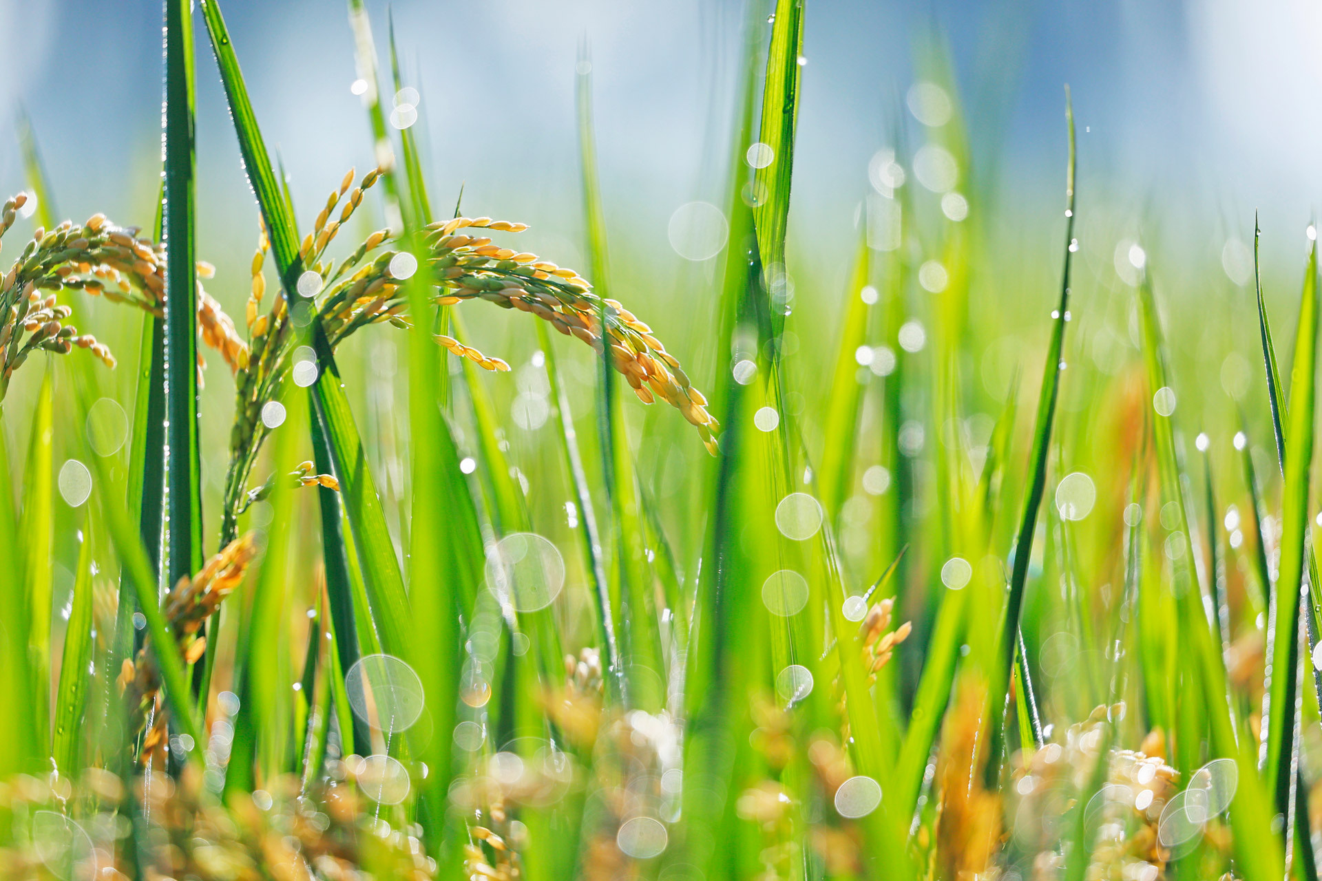 人间"醉"美是清秋