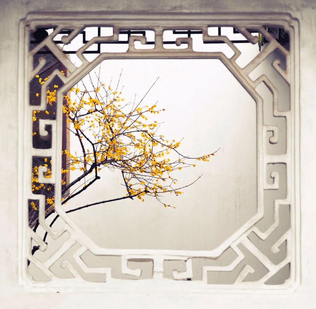 不入苏州园林,怎知春色如许