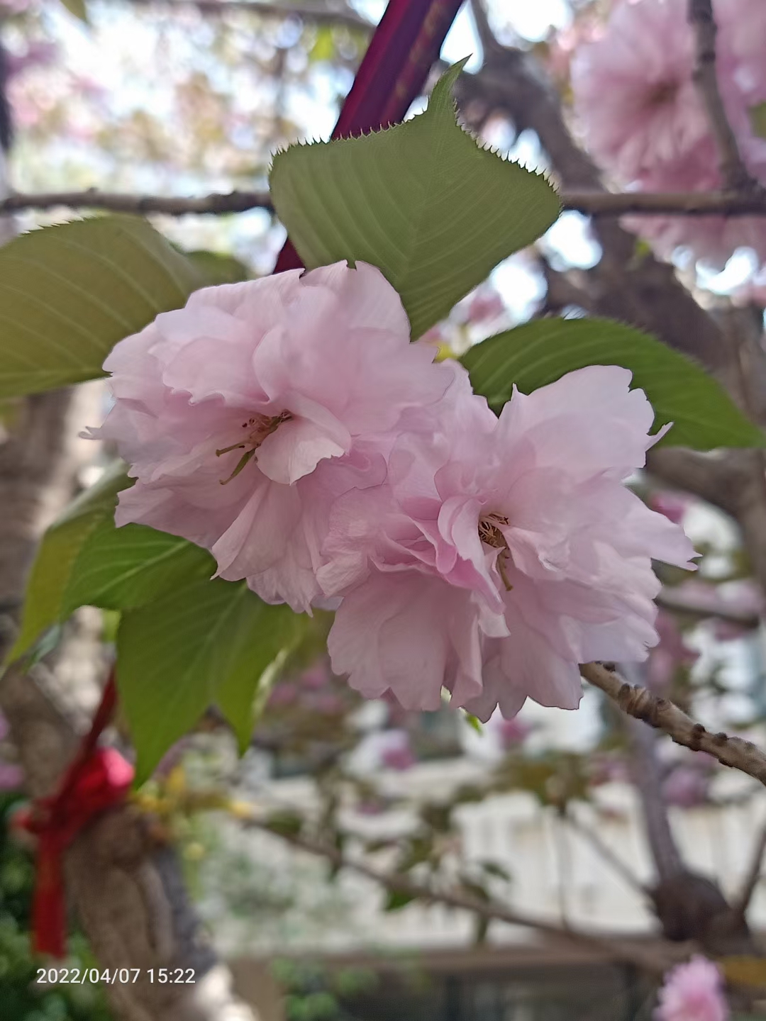 河满子·踏春(竹榭临屏)