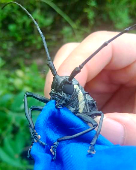 发现一种奇特啃树虫子,天牛,网友热议其危害与可爱