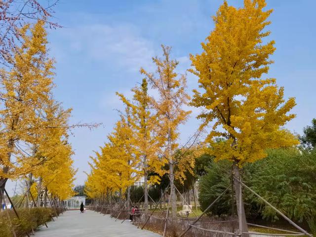 石家庄西兆通公园:银杏景观路的"醉"美秋色