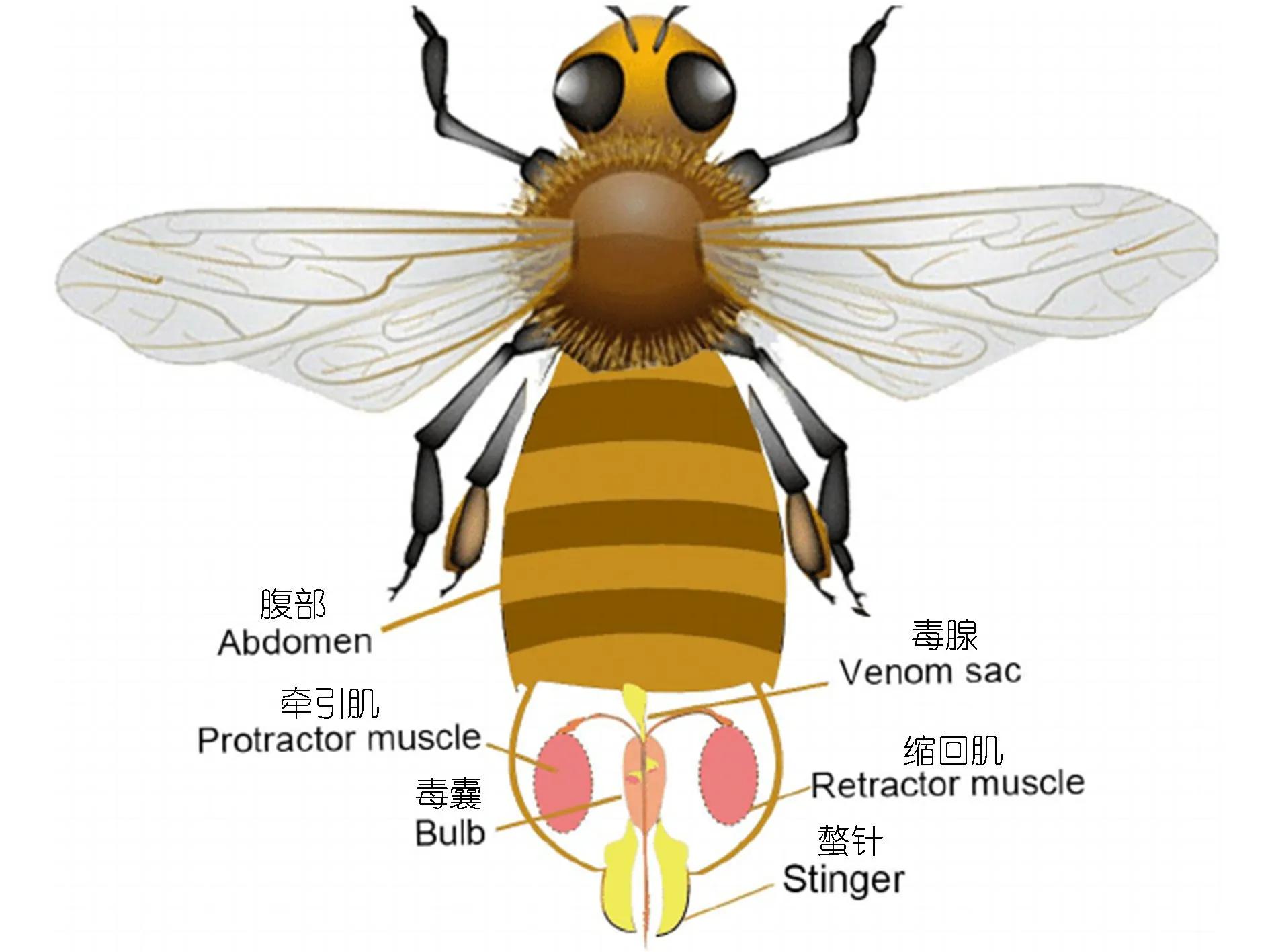 蜜蜂的进化过程图片