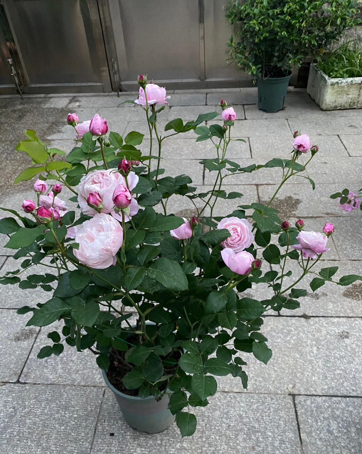 月季花界的"仙女"—羽毛,又美又仙,香气好闻,阳台也能养