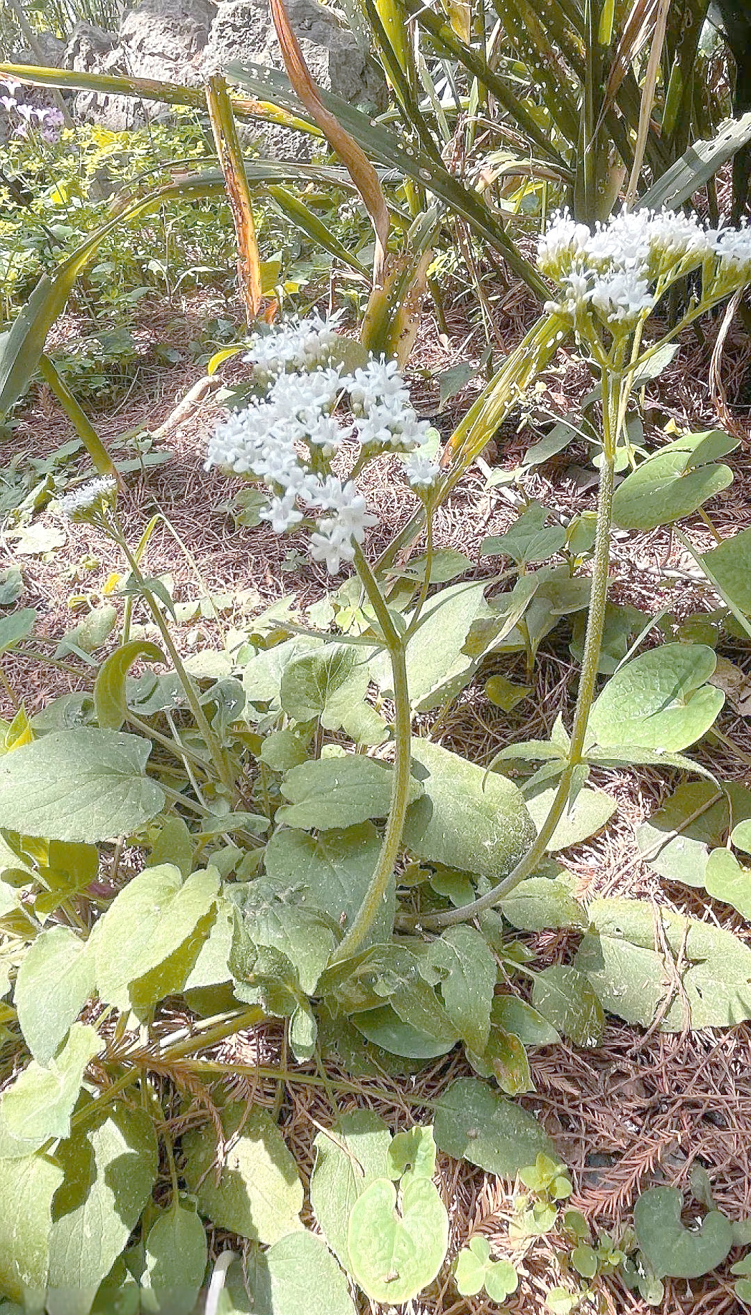 蜘蛛香:从外观到功效全面了解这种植物