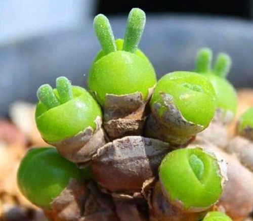 多肉品种:白羊宫,白檀柱,虎刺梅,碧光环,红花韧锦