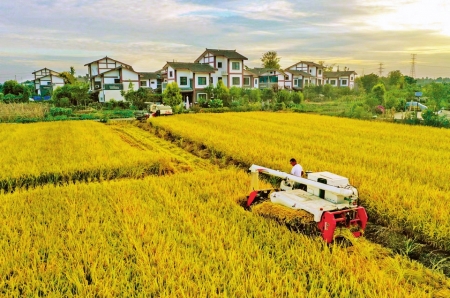 成都稻田丰收粮满仓