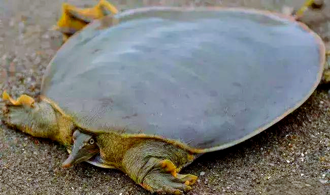 世界上众多凶猛的乌龟,棱皮海龟以锋利咬合力闻名