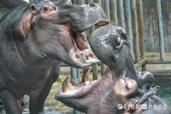 野生動物世界內,兩隻河馬張開大嘴秀恩愛