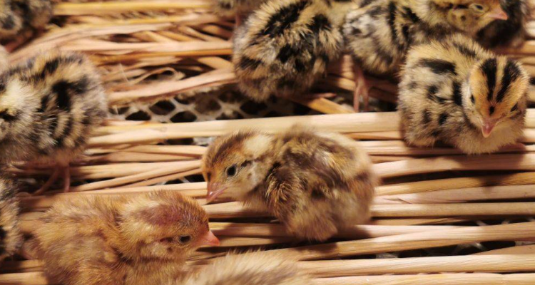 家养三趾鹑吃什么