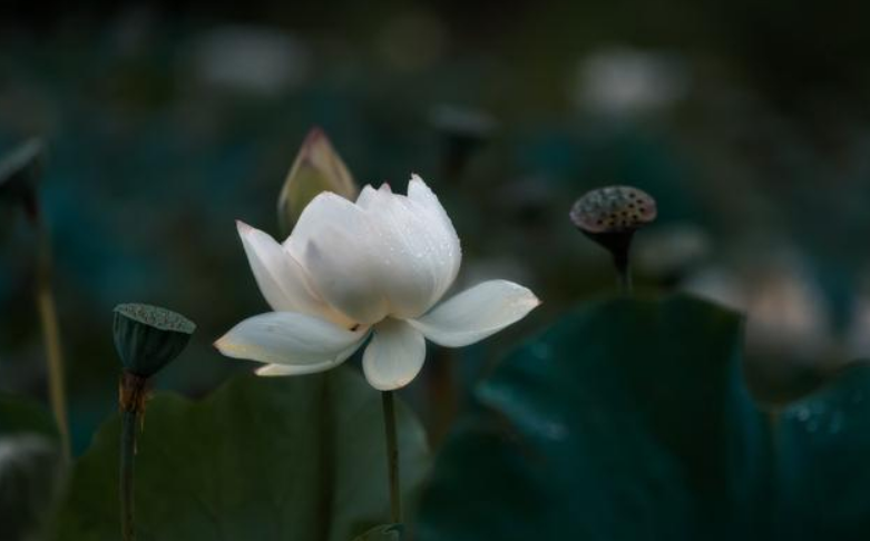 静字的意思和寓意