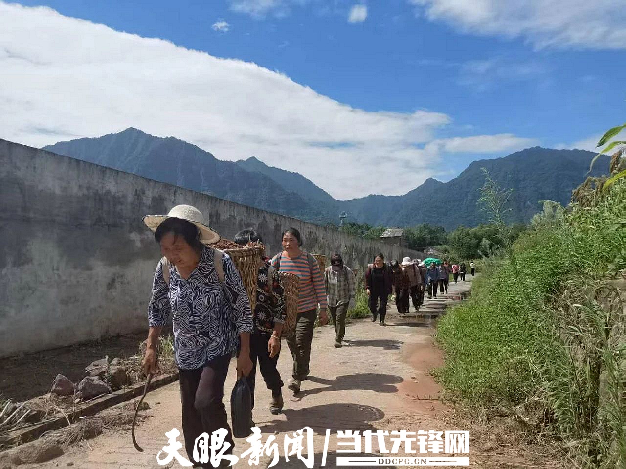 赤水市石堡乡:打响红粱抢收攻坚战