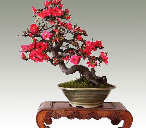 红宝石花,独特造型,绮丽色彩,你曾饲养吗?