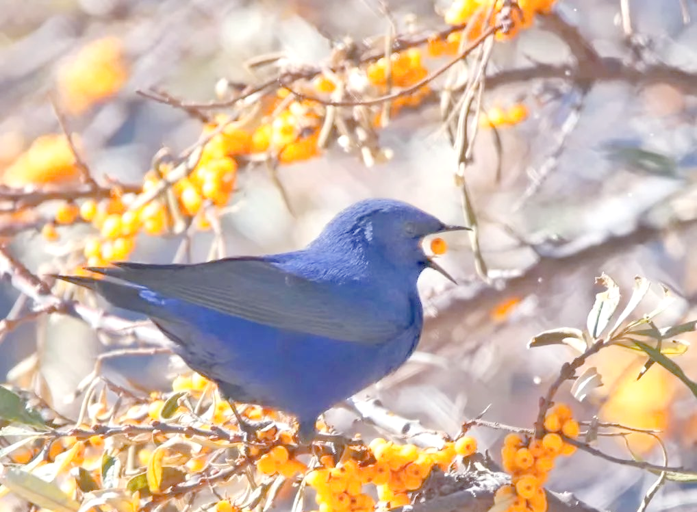 「图说康定」探索多样生态:你见过这种高颜值的蓝色小鸟吗?