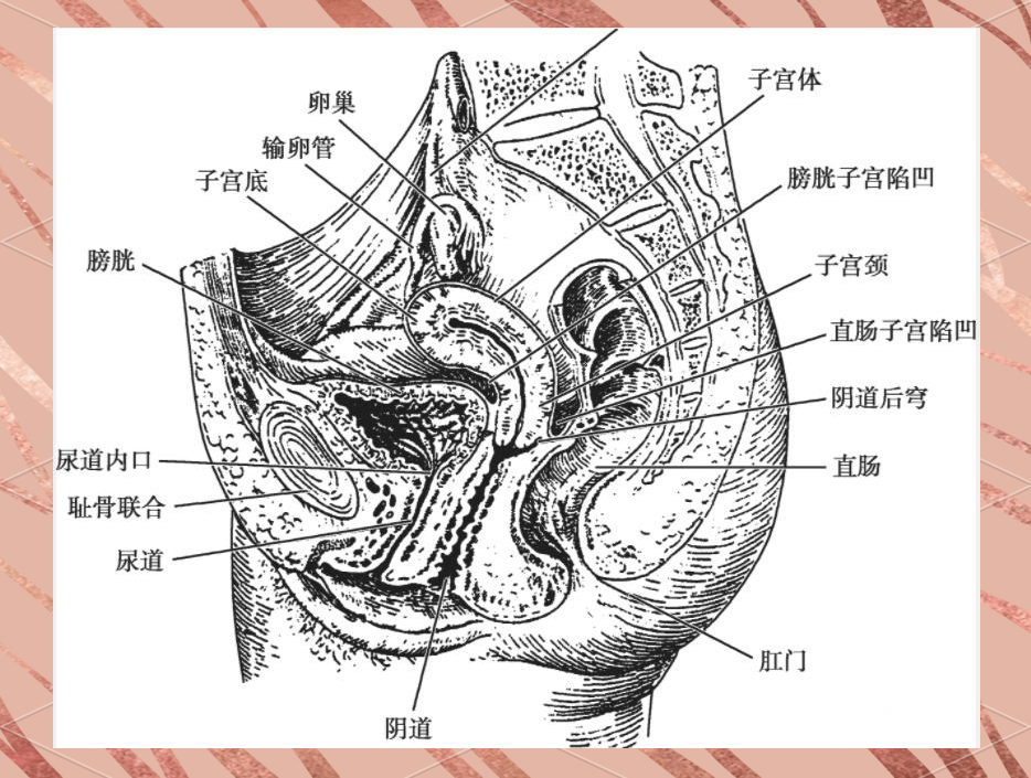 女性卵巢:结构,位置与尺寸变化的深度解析