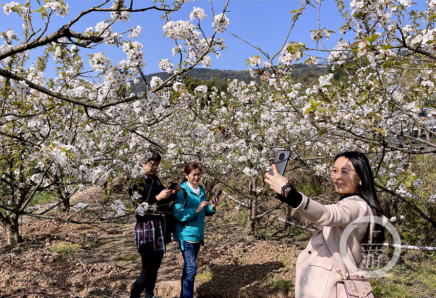 赏花正当时|玉峰山千亩樱桃花盛开 繁花满山春意浓