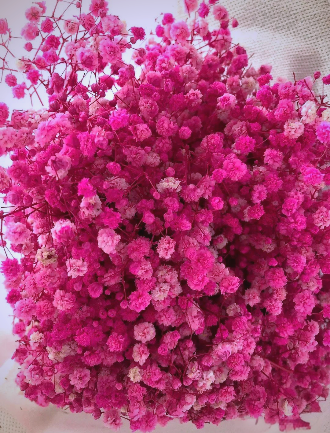 满天星花语大揭秘,每一种颜色都有独特意义