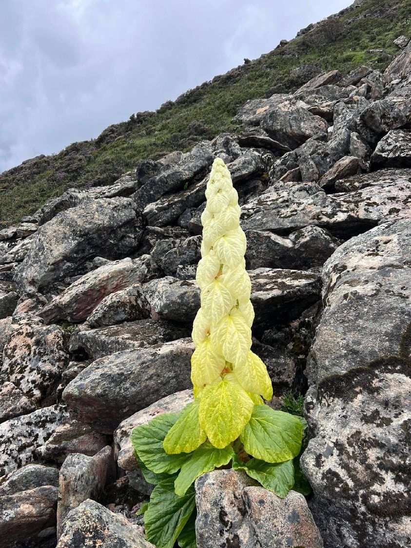 美图欣赏——一枝独秀塔黄花