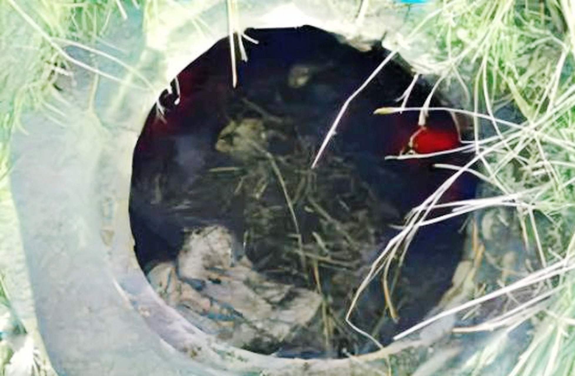 2010年,苏红在黑龙江省入狱,被判处死刑.