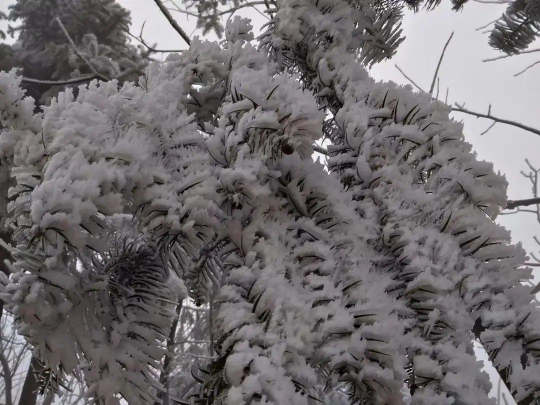 12月16日,威寧縣雪山鎮和觀風海鎮出現凝凍天氣.祿奕榮,陳松拍攝.