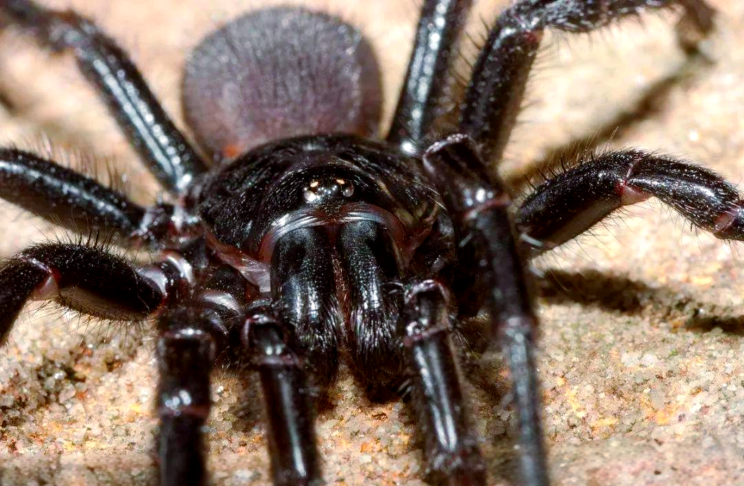 蜘蛛磁力讯雷_蜘蛛搜索引擎入口 蜘蛛磁力讯雷_蜘蛛搜刮引擎入口（蜘蛛迅雷搜索引擎） 磁力资讯