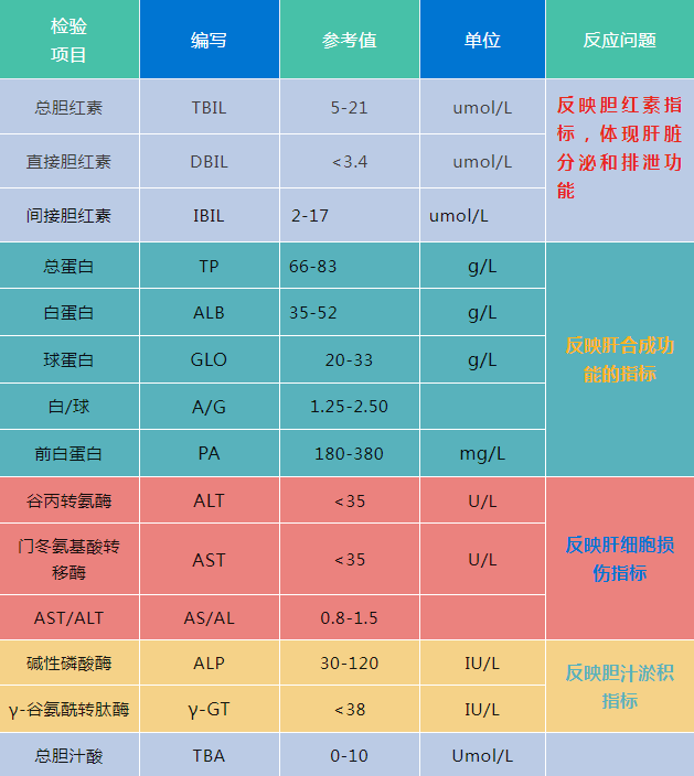 教你一分钟看懂肝功能指标