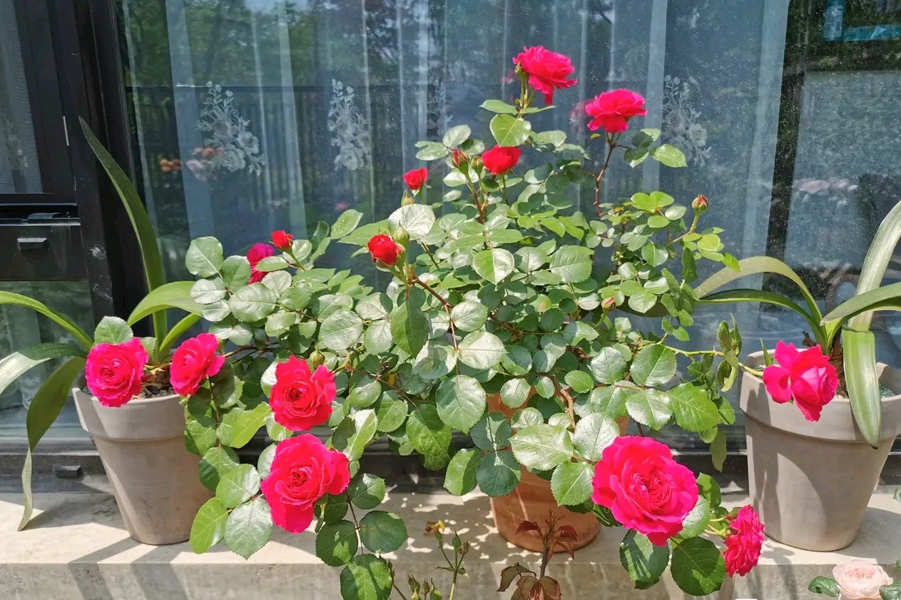 红色达芬奇—阳台也能养的月季,喜庆大红色,丰花勤花,值得拥有