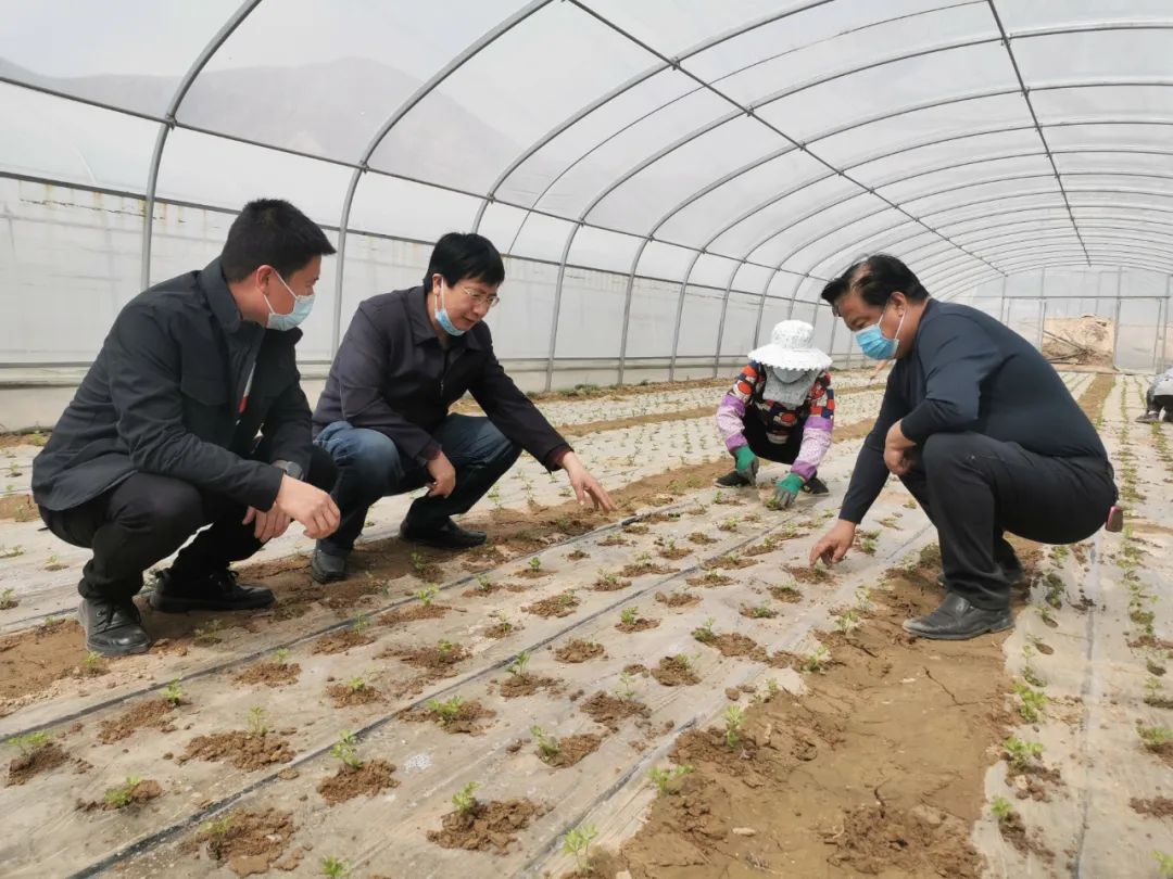 大棚骨架安装技术革新引领现代农业