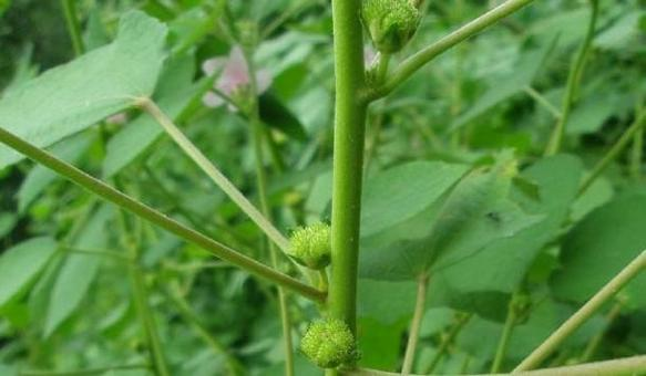 黄花虱麻头的功效,营养及安全使用方法详解
