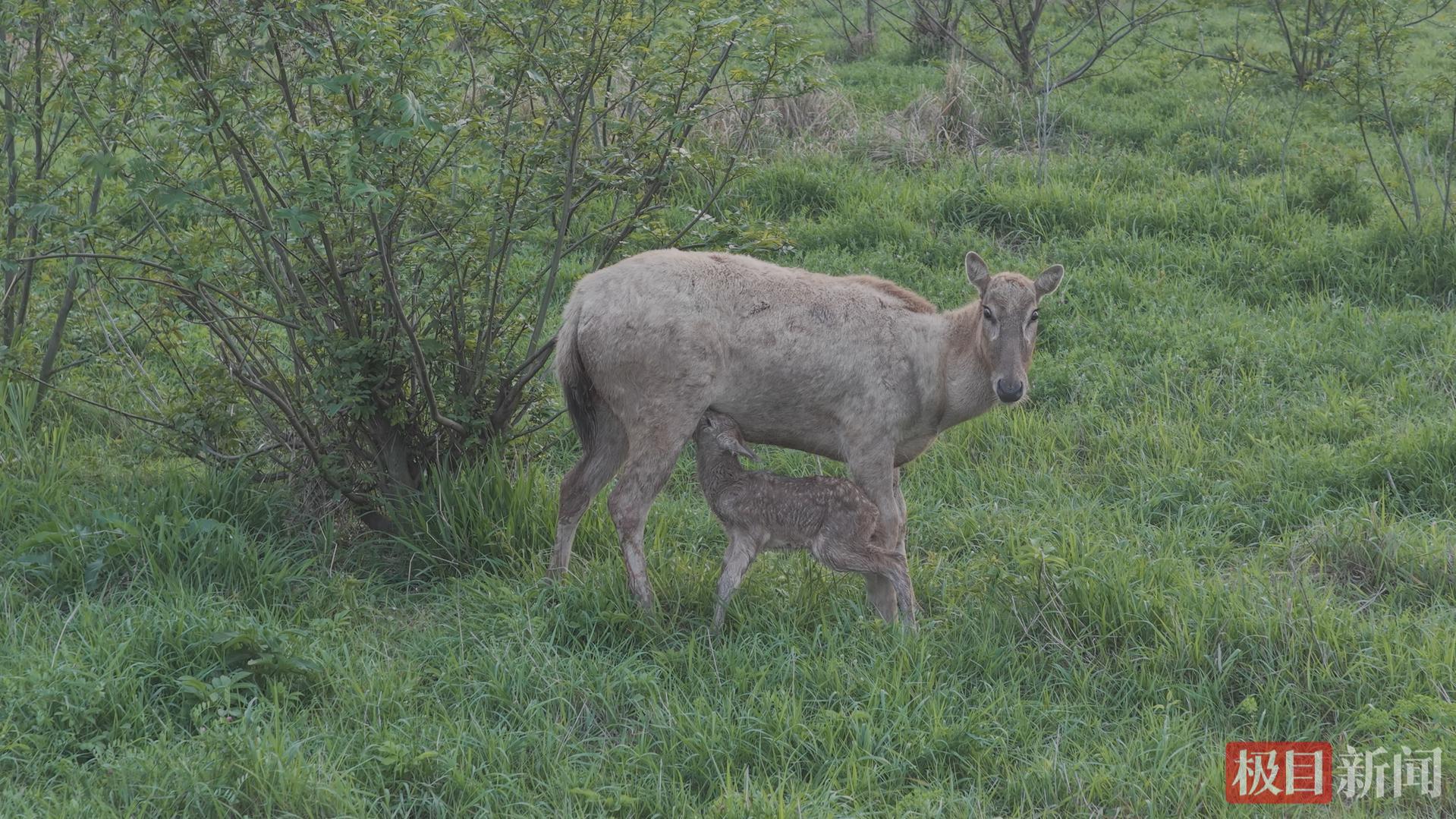 �״��ĵ�����¹���С�����������������ʯ����¹��������˫ϲ���š�