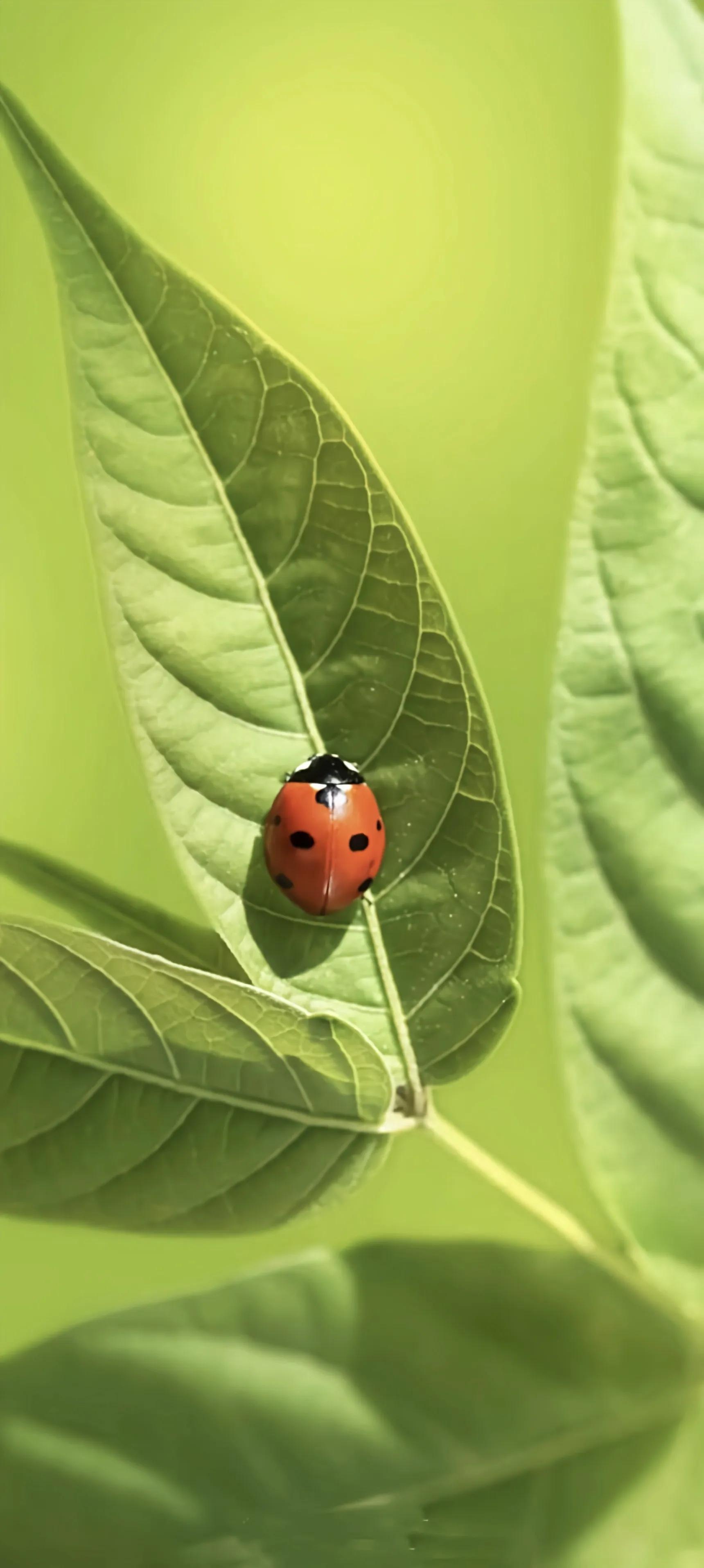 万物有灵生生不息壁纸,任何生灵都值得人类敬畏