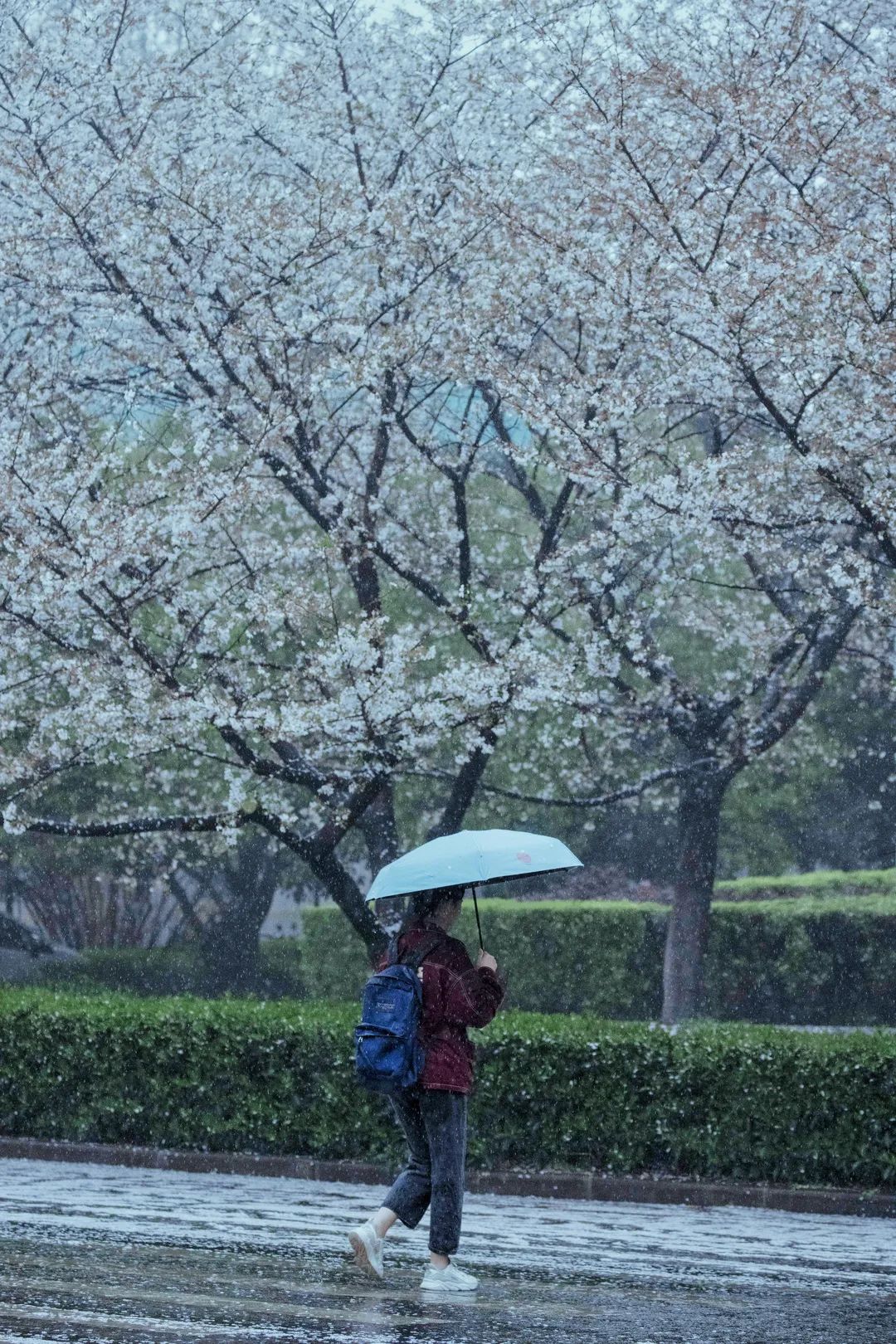 漂亮的樱花雨图片高清图片