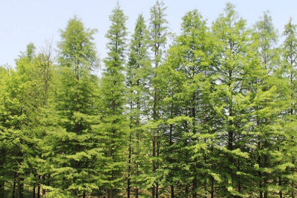 盐城哪里种中山杉