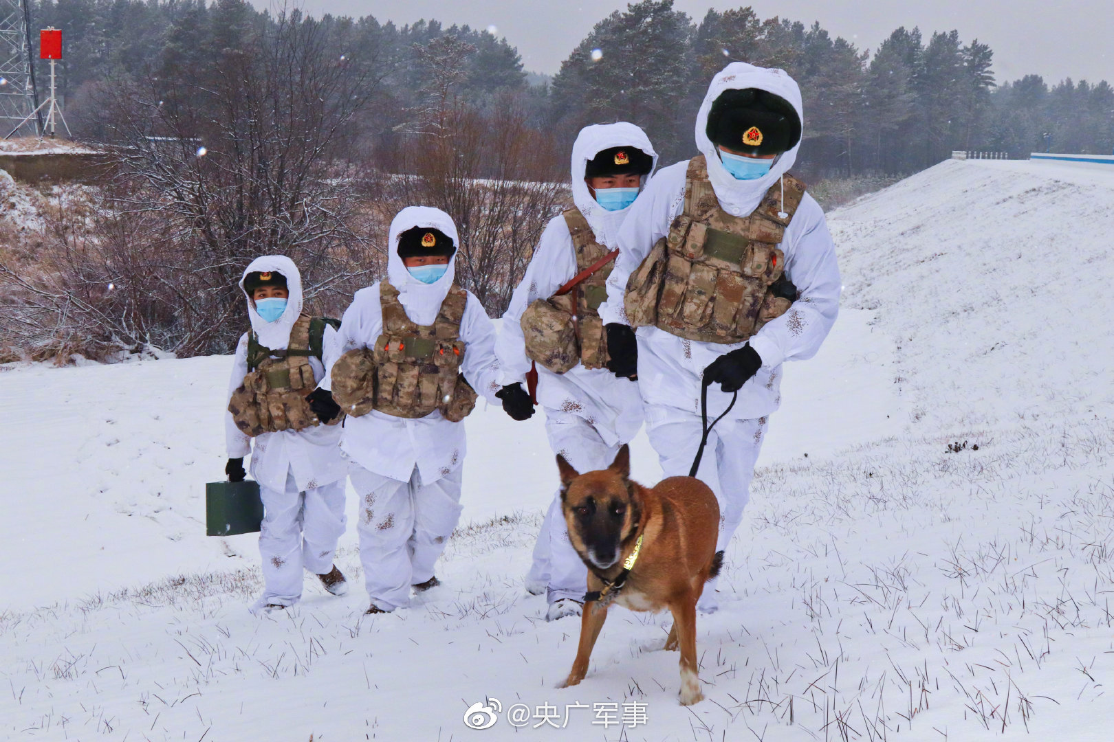 15℃!北极哨所官兵带军犬踏雪巡逻