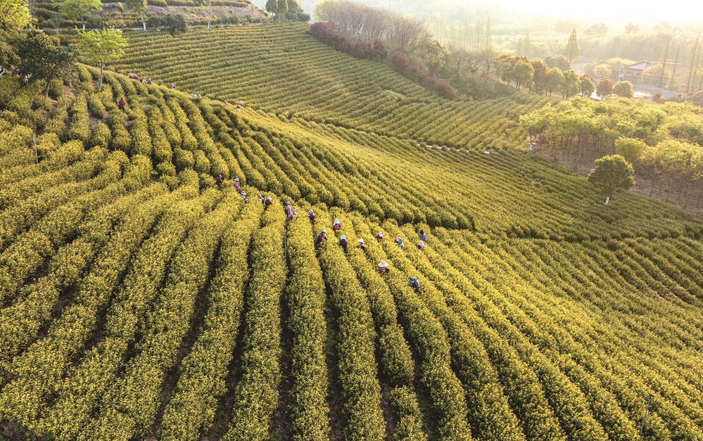 天目湖黄金季产黄金茶